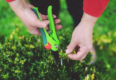 Planting, Pruning & Tree Trimming